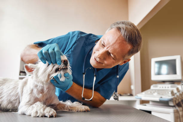 Best Broken or Chipped Tooth Repair in Garrett, IN